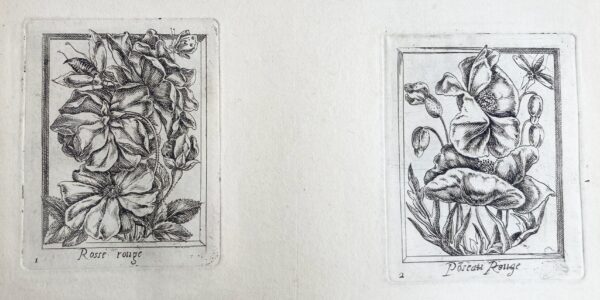 Pierre VALLET - (Différentes fleurs), ca 1680