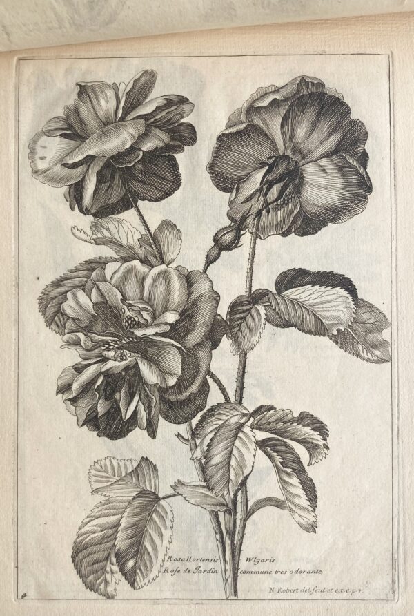 Nicolas ROBERT - Plusieurs espèces de fleurs dessinées et gravées d'après le naturel, 1676