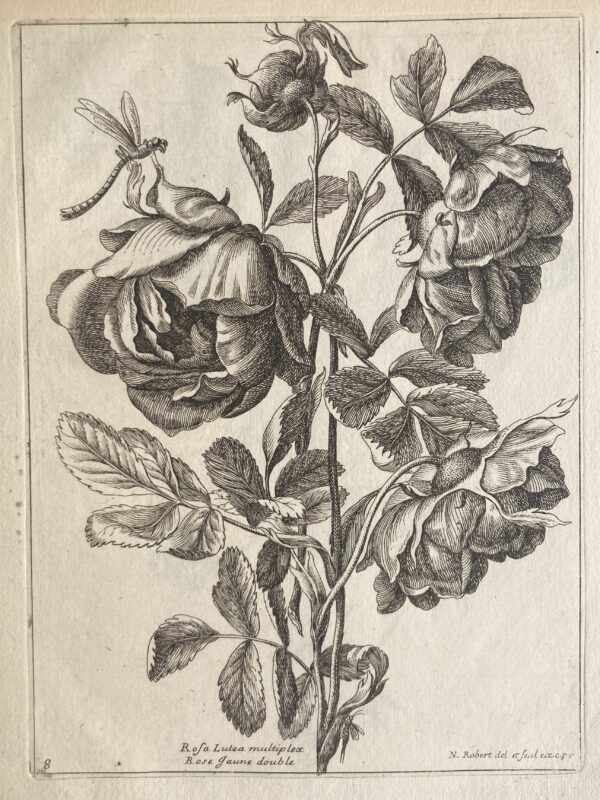 Nicolas ROBERT - Plusieurs espèces de fleurs dessinées et gravées d'après le naturel, 1676