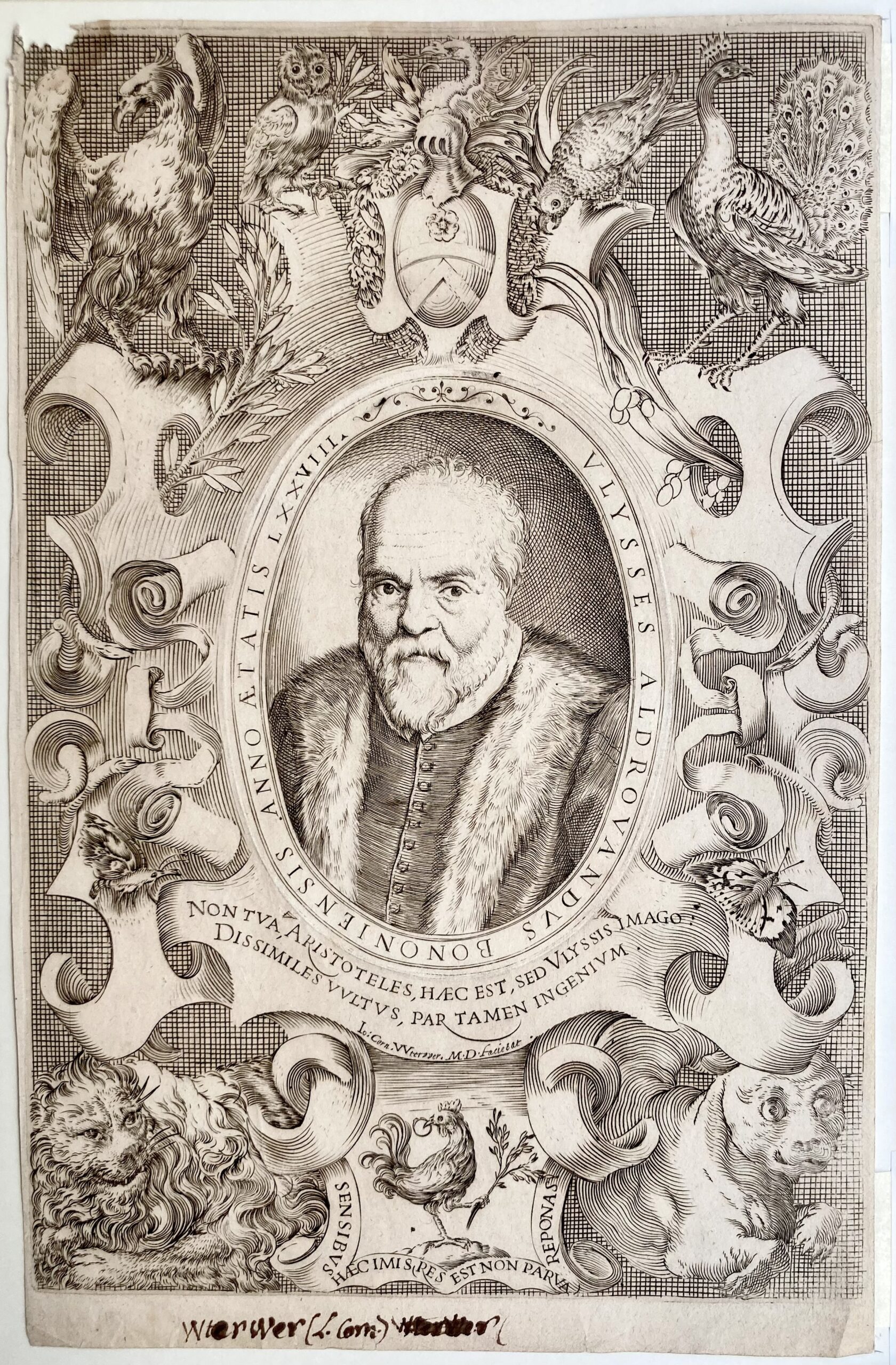 Agostino CARRACCI - Portrait d'Ulisse Aldrovandi, 1596
