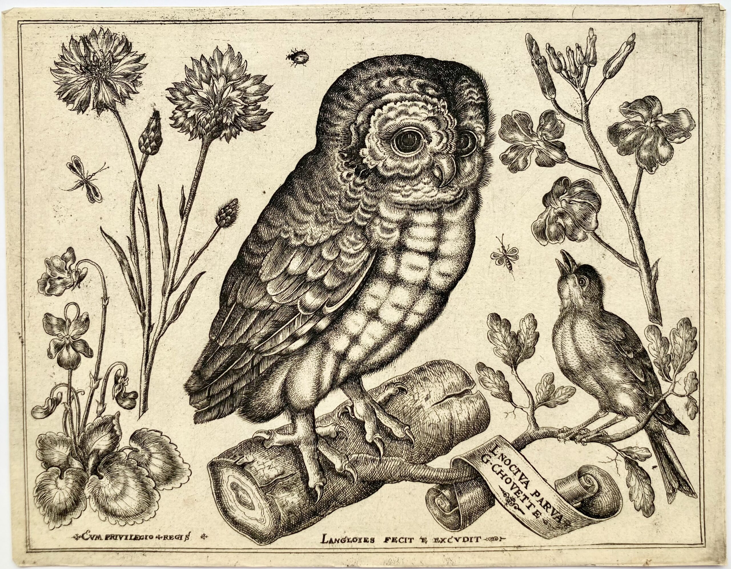 LANGLOIS - Livre de Fleurs... avec diversité d'oiseaux, mouches et papillons...fait d'après le naturel par L'Anglois, Me enlumineur", 1620