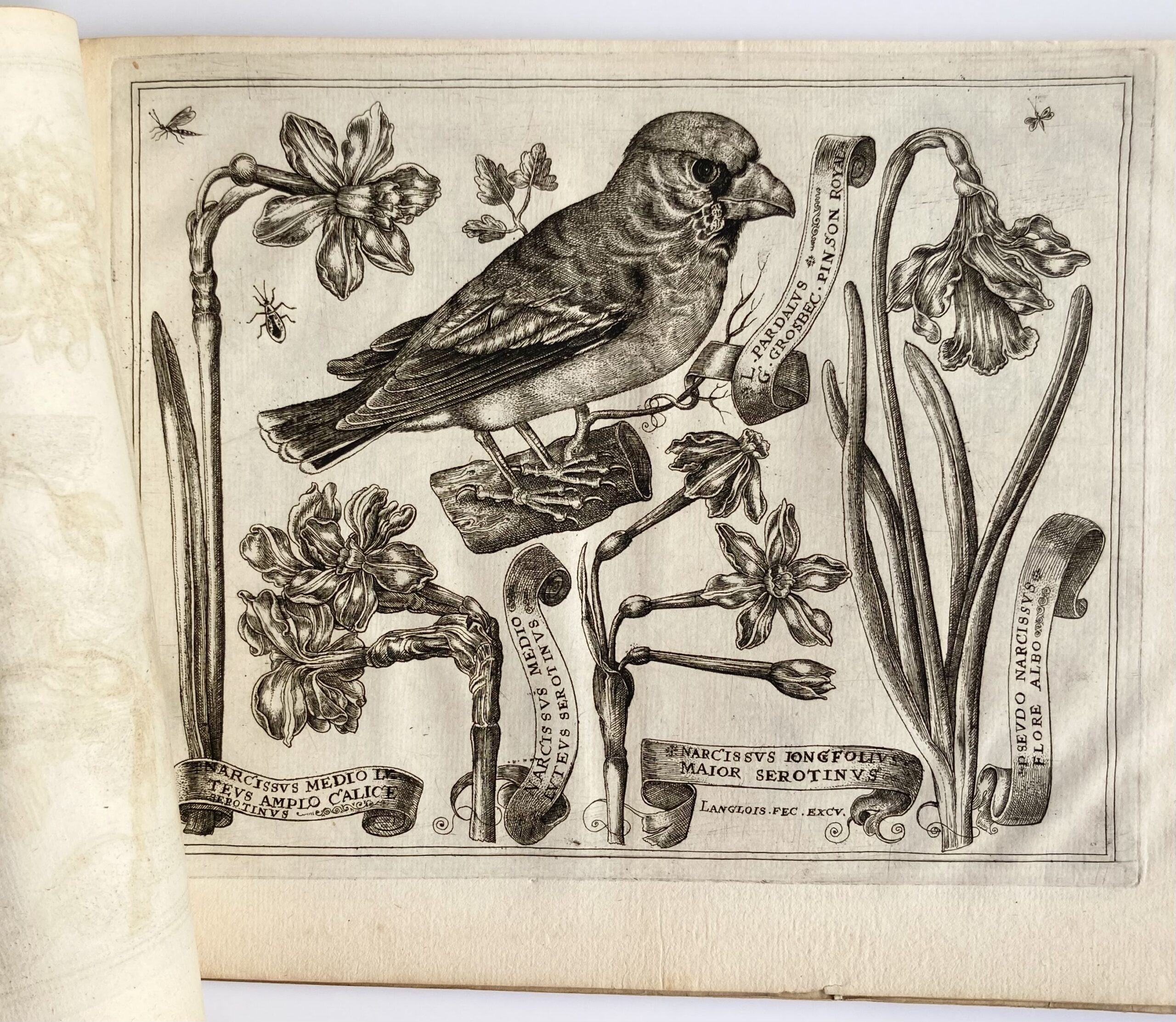LANGLOIS - Livre de Fleurs... avec diversité d'oiseaux, mouches et papillons...fait d'après le naturel par L'Anglois, Me enlumineur", 1620
