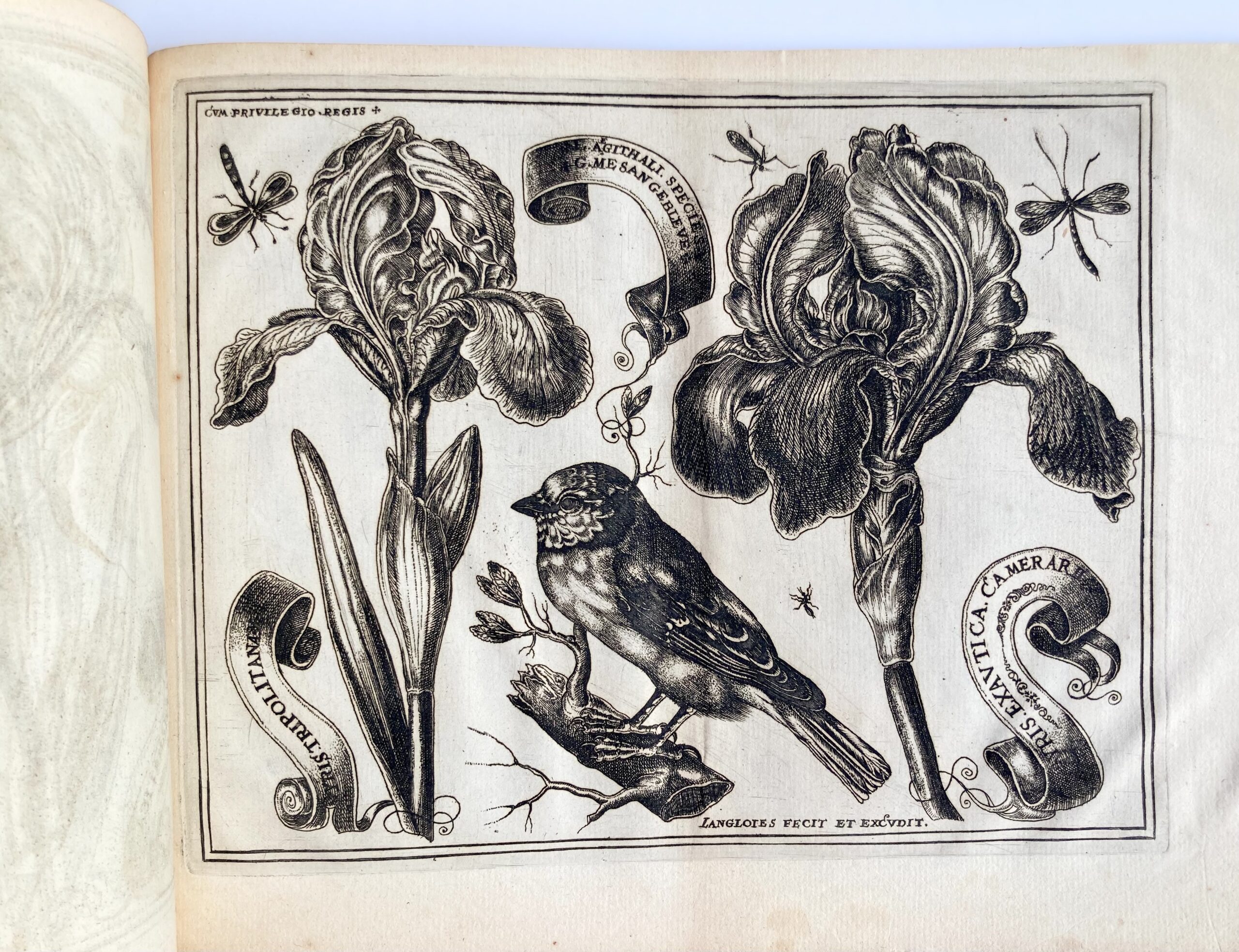 LANGLOIS - Livre de Fleurs... avec diversité d'oiseaux, mouches et papillons...fait d'après le naturel par L'Anglois, Me enlumineur", 1620