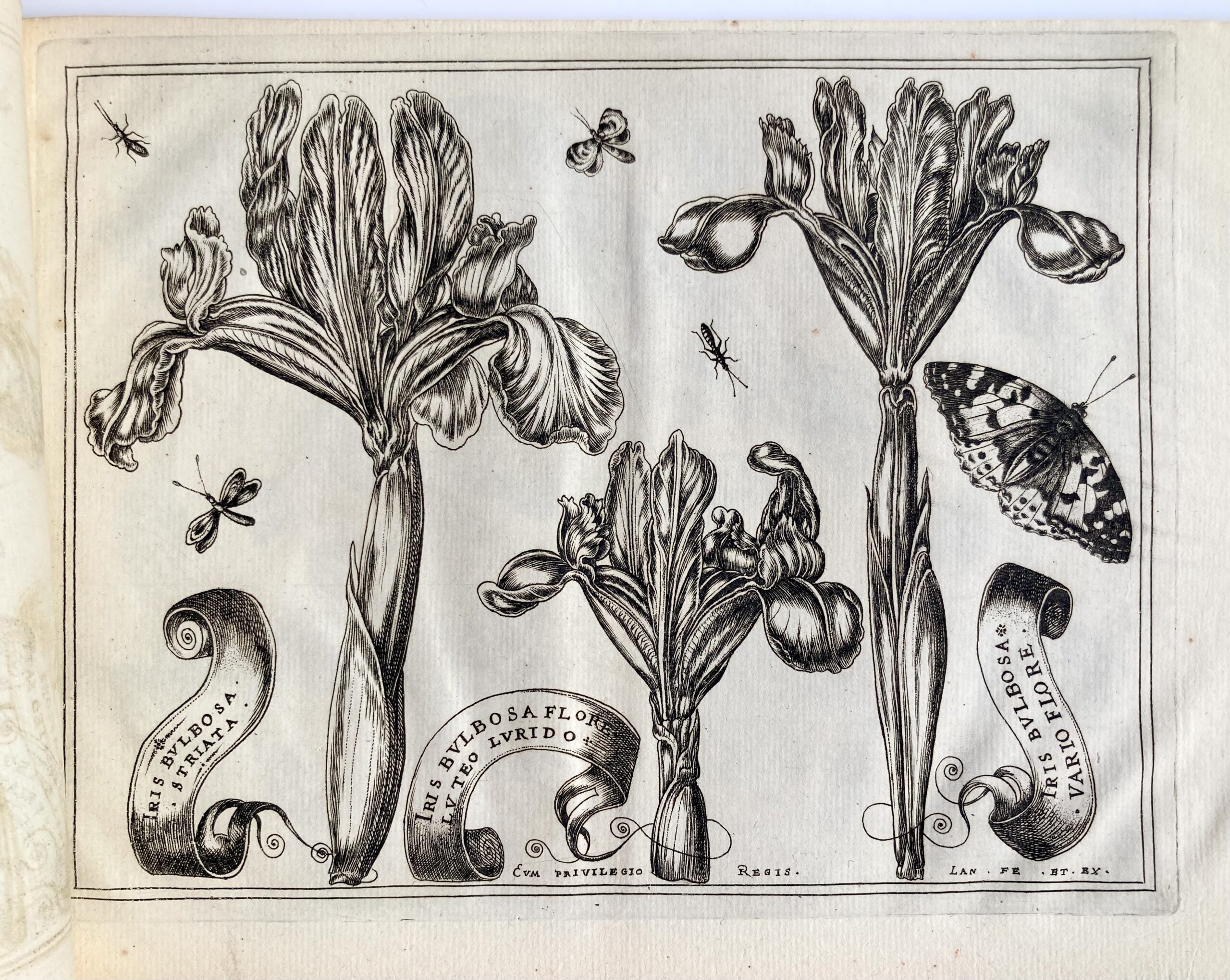LANGLOIS - Livre de Fleurs... avec diversité d'oiseaux, mouches et papillons...fait d'après le naturel par L'Anglois, Me enlumineur", 1620